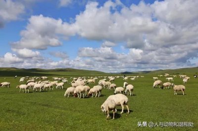 ​呼伦贝尔大草原上有狼吗？