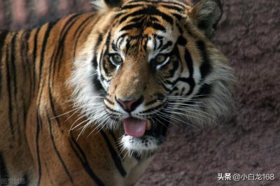 ​如果你遇到老虎，你会怎么办？