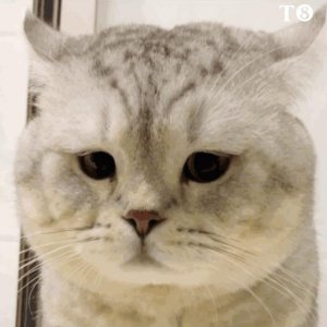 ​警惕！猫咪得了“猫鼻支”会有这些特征！