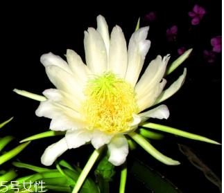 霸王花是酸性还是碱性