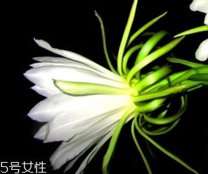 霸王花是酸性还是碱性