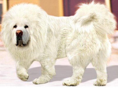 ​中国特有的雪獒，一胎生十只，每只价值十万！