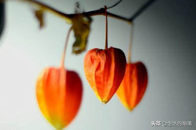 ​果子里颜值top1的“姑娘果”，你吃过吗？