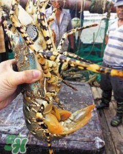 ​中华锦绣龙虾是保护动物吗？中华锦绣龙虾稀有吗