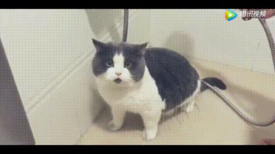 ​世界奇猫鉴赏（六）-惊讶猫 BanBan