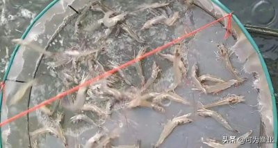​南美白对虾实用养殖技术简介