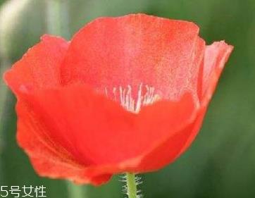 罂粟能治什么病 多种疾病功能多效