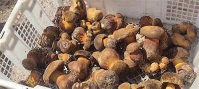 ​让人闻香止步的黑牛肝菌，你知道多少