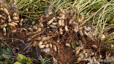 ​花生多少钱一斤市场价？今日河北、山西等地今日价格一览