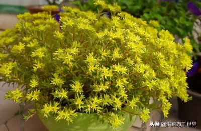 ​佛甲草｜1000种多肉植物图鉴