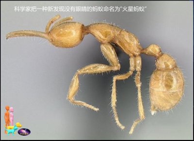​“火星蚂蚁”与火星没有半毛关系，地球蚂蚁还无法赤裸的登陆火星