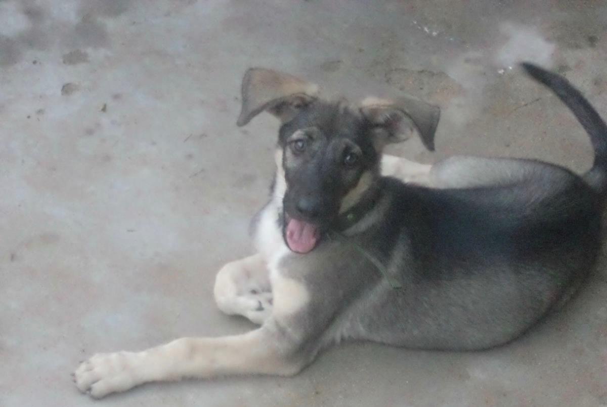 中国武警新一代警犬：中华狼青，完胜德牧黑背