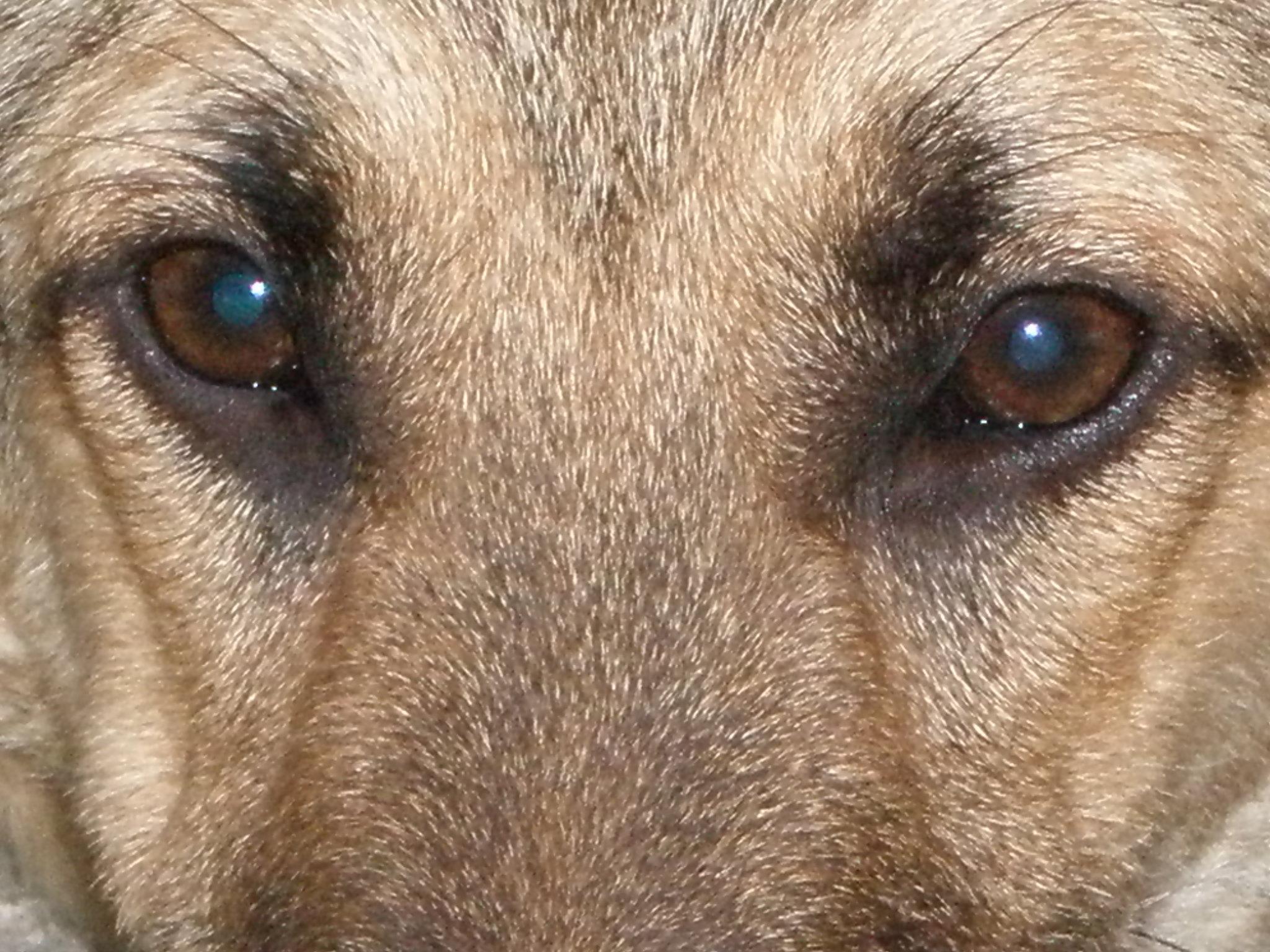 中国武警新一代警犬：中华狼青，完胜德牧黑背
