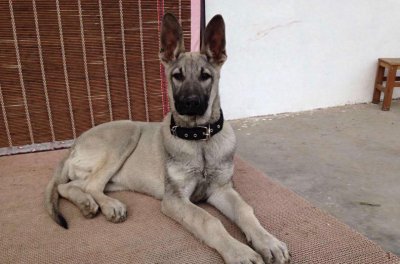 ​中国武警新一代警犬：中华狼青，完胜德牧黑背