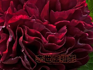 ​你见过黑牡丹吗？