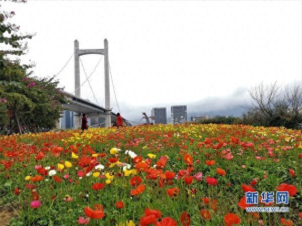 福建福州：花海公园成网红打卡地