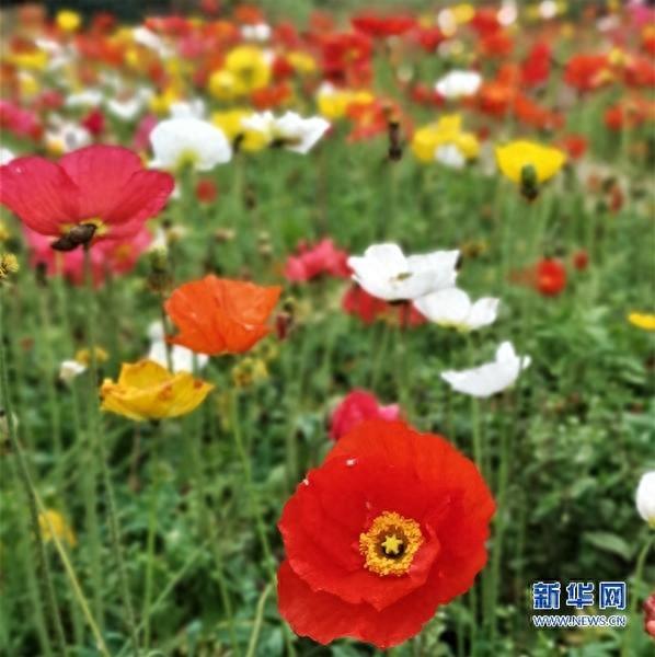 福建福州：花海公园成网红打卡地