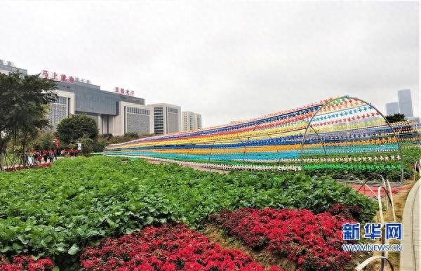 福建福州：花海公园成网红打卡地
