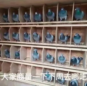 ​鸽子表情包合集｜洗个澡就出门嗷