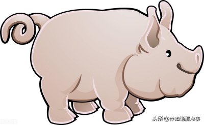 ​猪不吃食的9个解决办法