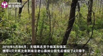 ​作为国家二级保护动物，还在喝奶却因为体内有宝被猎杀了