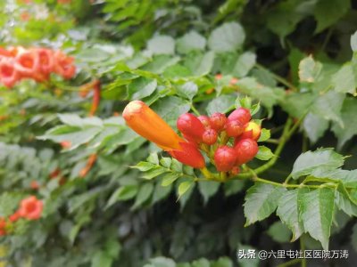 ​“苕之华”凌霄花