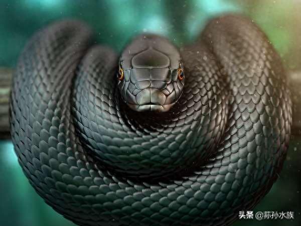黑曼巴一只高冷的毒蛇