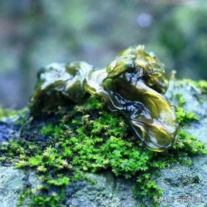 ​全年有货 | 地皮菜降价了