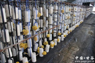 ​甘谷：榆黄菇抢鲜上市