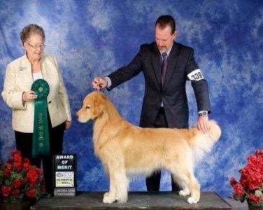 ​纯种金毛犬有7个特点，不少人养的都是串，你家的“够纯”吗？
