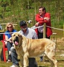 欧洲大陆最威武霸王级犬:  西班牙獒，完胜藏獒不在话下