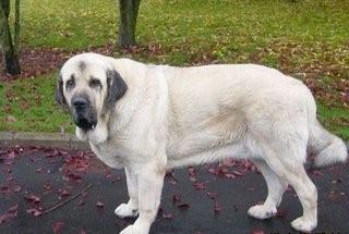欧洲大陆最威武霸王级犬:  西班牙獒，完胜藏獒不在话下
