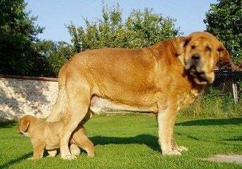 欧洲大陆最威武霸王级犬:  西班牙獒，完胜藏獒不在话下