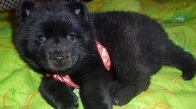 ​养狗半年发现是熊 黑熊犬和黑熊有什么区别特点是啥