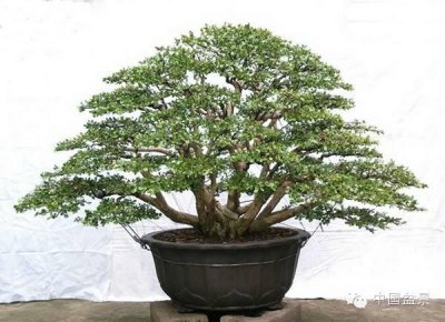 ​多干黄杨盆景造型方法 这么造型最好看