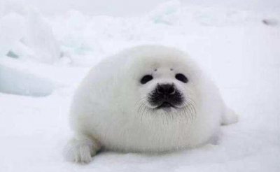 ​超可爱的海洋生物