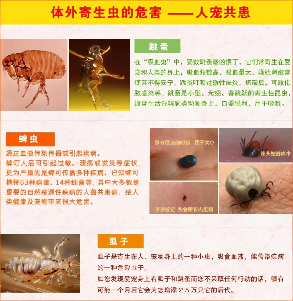 房间里发现了蜱虫还能住吗，蜱虫怎么消灭-