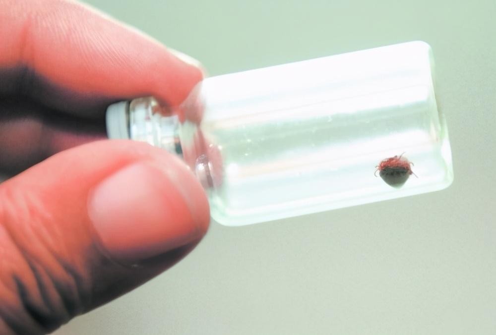 房间里发现了蜱虫还能住吗，蜱虫怎么消灭-