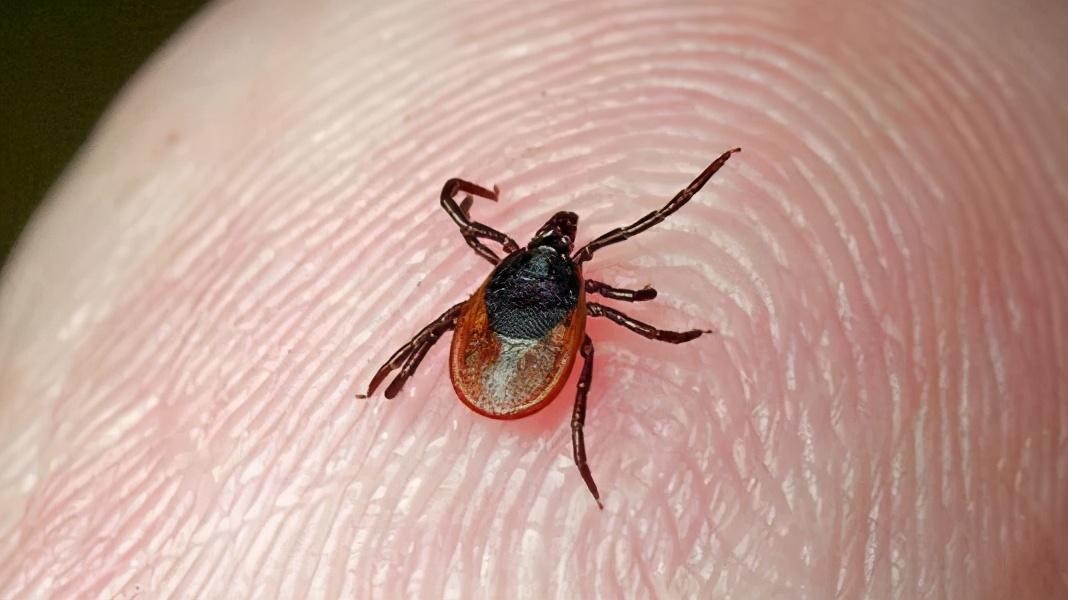 房间里发现了蜱虫还能住吗，蜱虫怎么消灭-