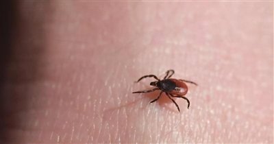 ​房间里发现了蜱虫还能住吗，蜱虫怎么消灭