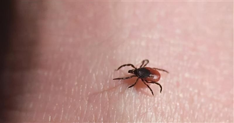 房间里发现了蜱虫还能住吗，蜱虫怎么消灭-