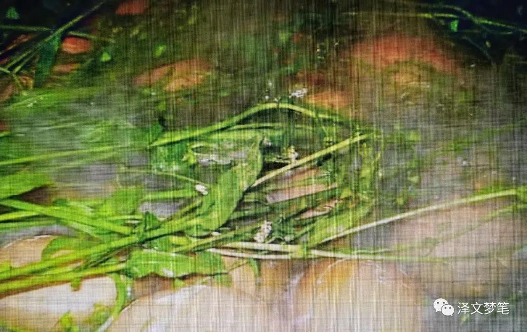 三月三为什么要吃荠菜煮鸡蛋（民俗：三月三荠菜煮鸡蛋）-