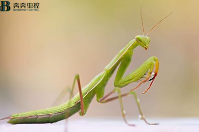 ​螳螂的天敌是什么(螳螂的死对头是谁)