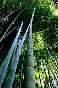 ​熊猫吃的竹子是草还是树（竹子是草不是树）