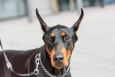 ​红阿拉斯加和哈士奇的种，阿拉斯加犬和哈士奇