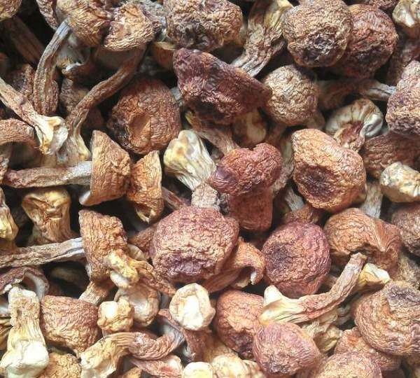 松茸泡酒有什么作用,新鲜松茸泡酒有什么功效图2