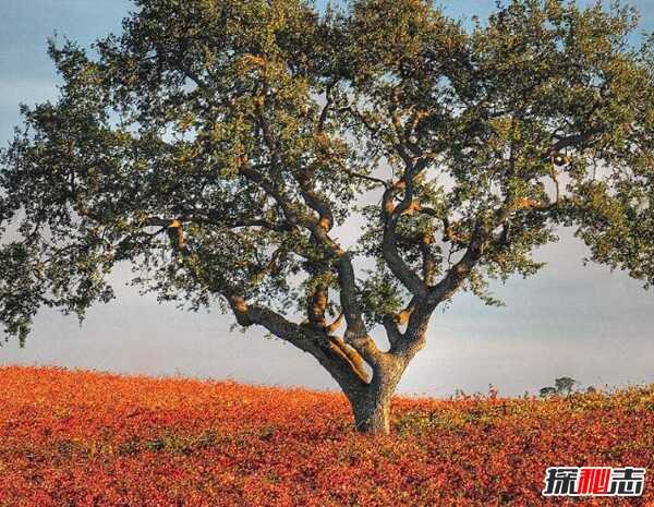 橡树象征着什么意义?橡树的十大外形特征和作用