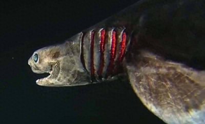 ​8000万年「活化石」皱鳃鲨现踪！ 蛇形外貌震惊科学界