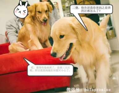 ​大傻和二傻的沙雕生活（一只汪来地球的使命）