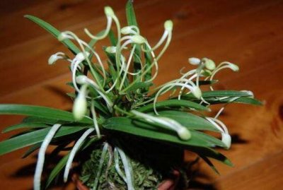 ​兰花的品种，细数兰花十大最珍贵的品种